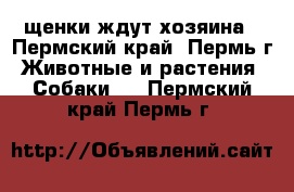 щенки ждут хозяина - Пермский край, Пермь г. Животные и растения » Собаки   . Пермский край,Пермь г.